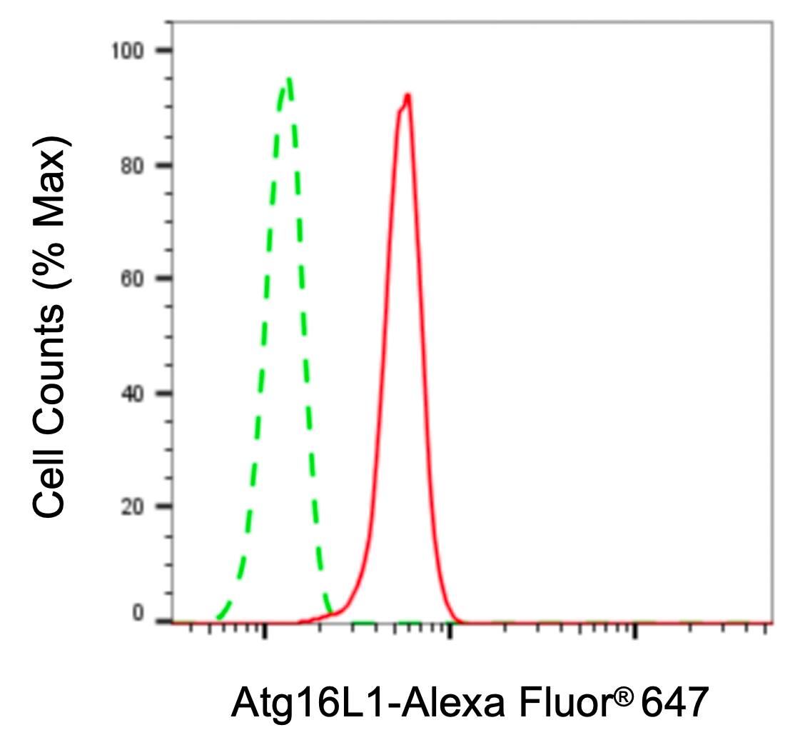 ATG16L1 Antibody (23GB665)