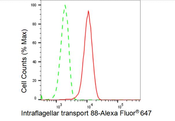 IFT88 Antibody (23GB4015)