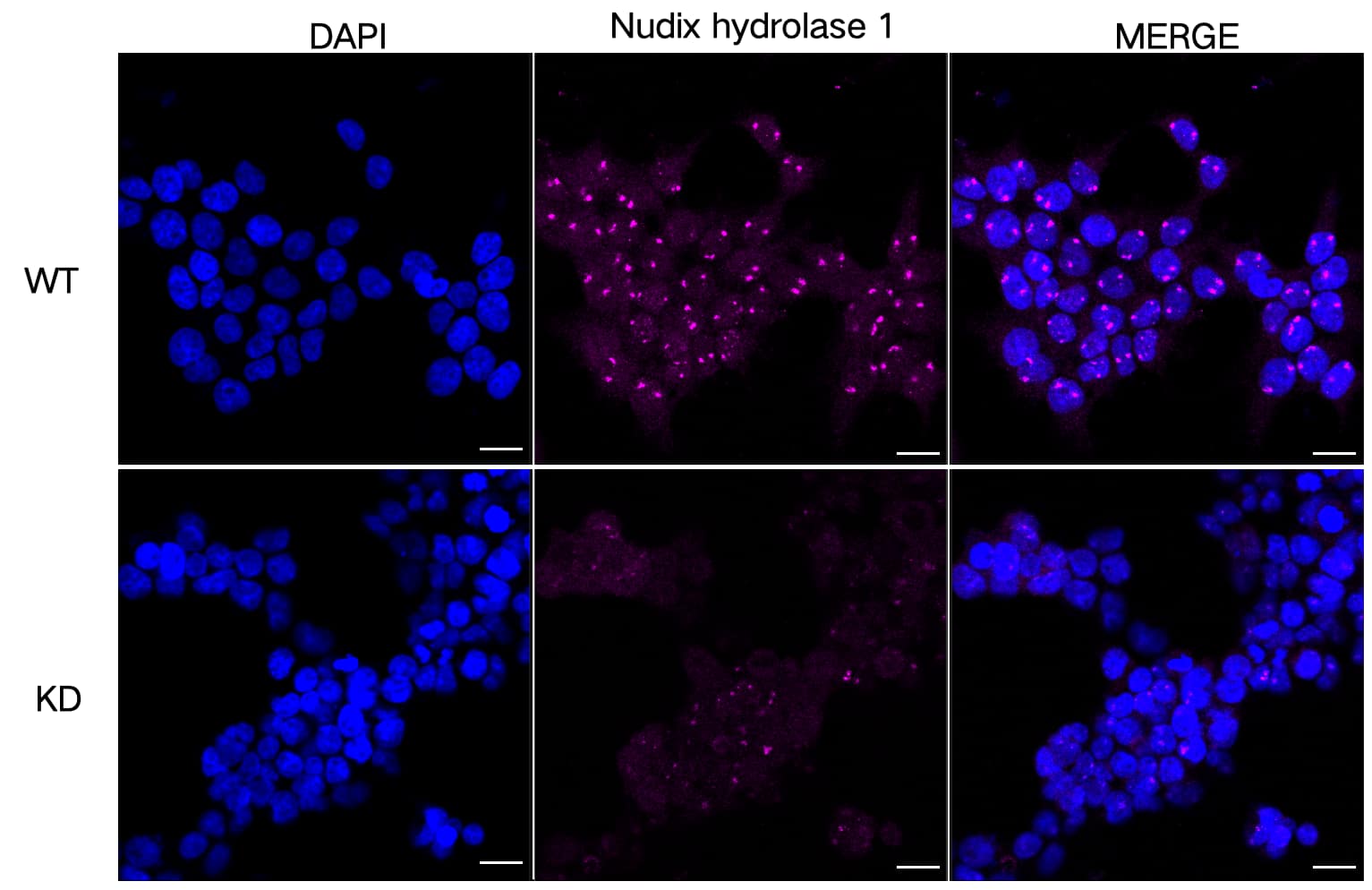 MTH1 Antibody (23GB4060)