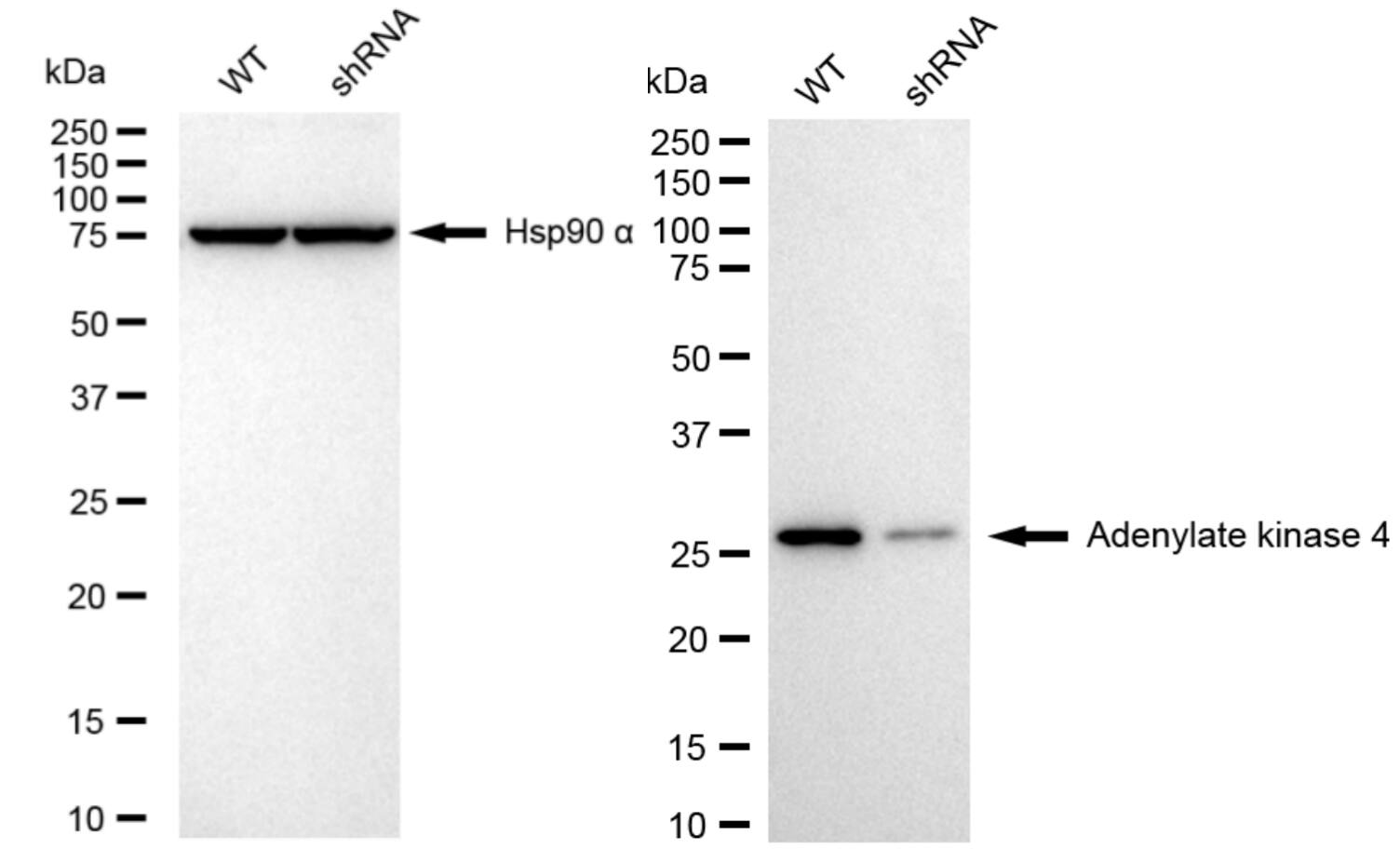 AK3L1 Antibody (23GB4755)