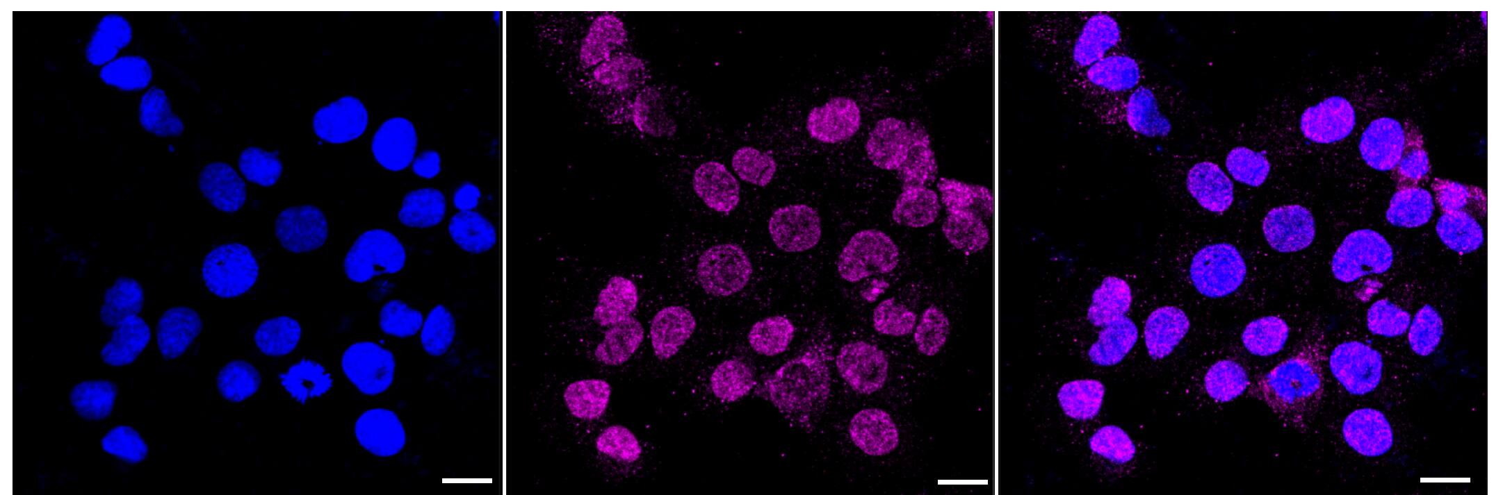 Cystatin C Antibody (23GB1845)