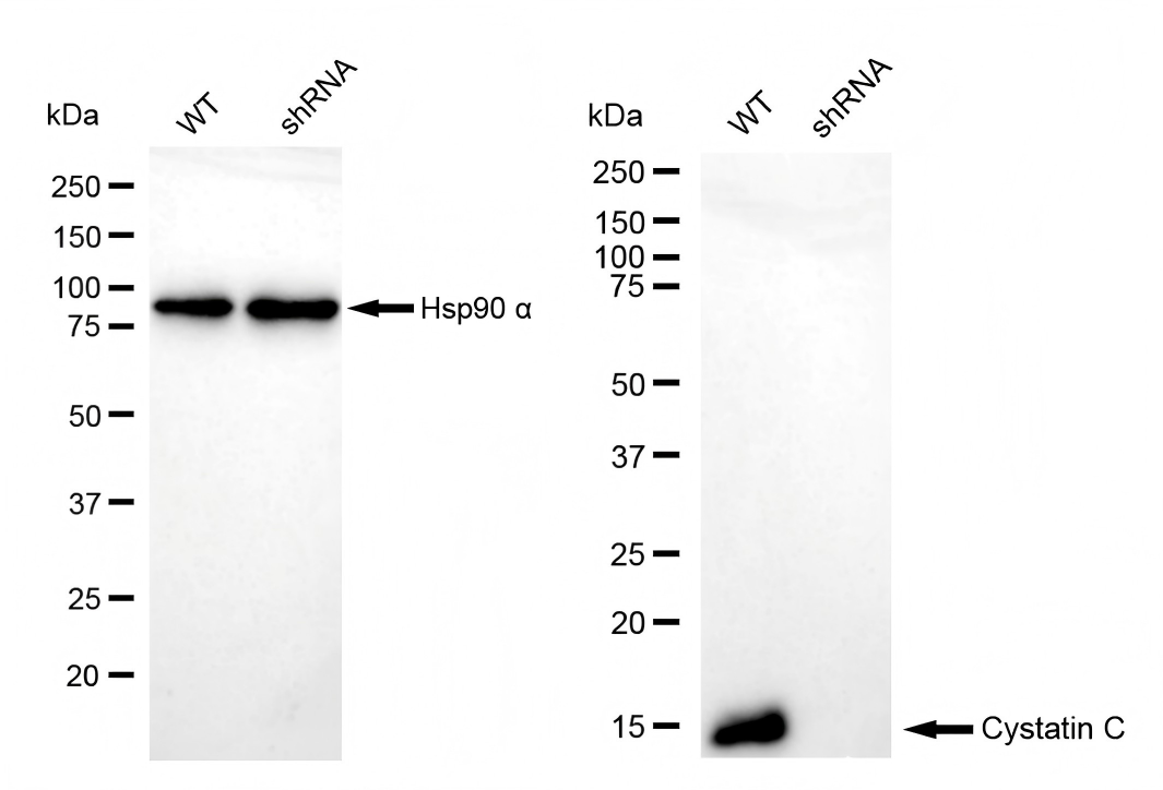 Cystatin C Antibody (23GB1845)