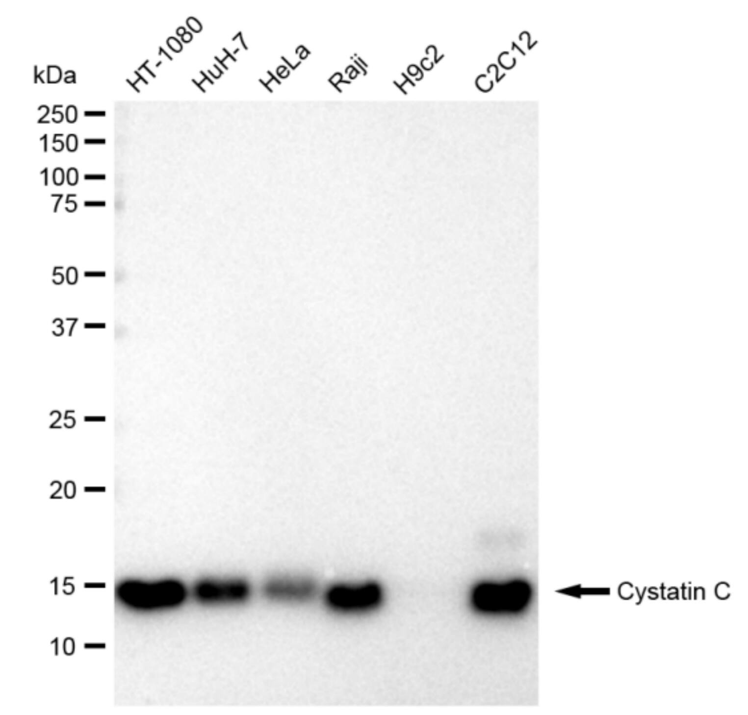 Cystatin C Antibody (23GB1845)