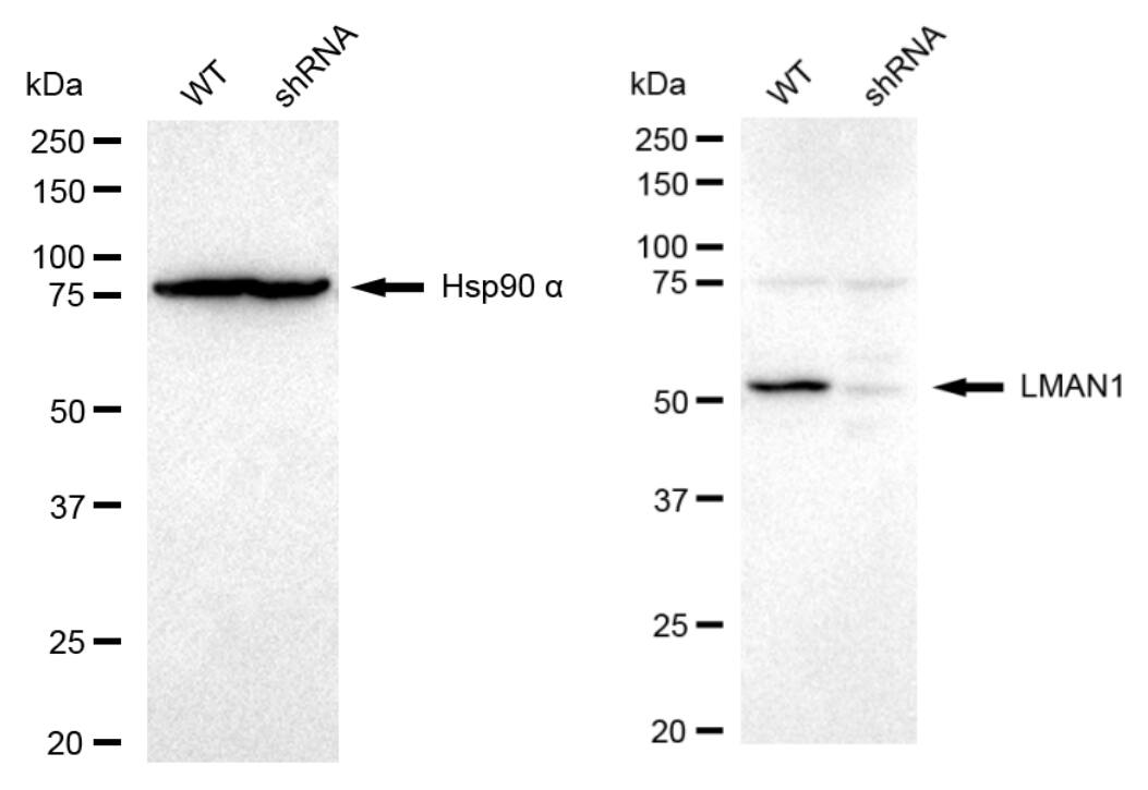 LMAN1 Antibody (23GB4750)