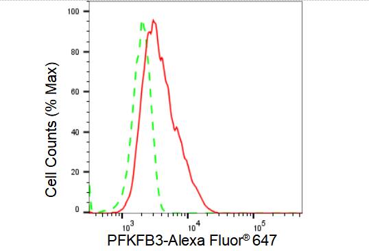 6 Phosphofructo 2 Kinase Antibody (23GB4880)