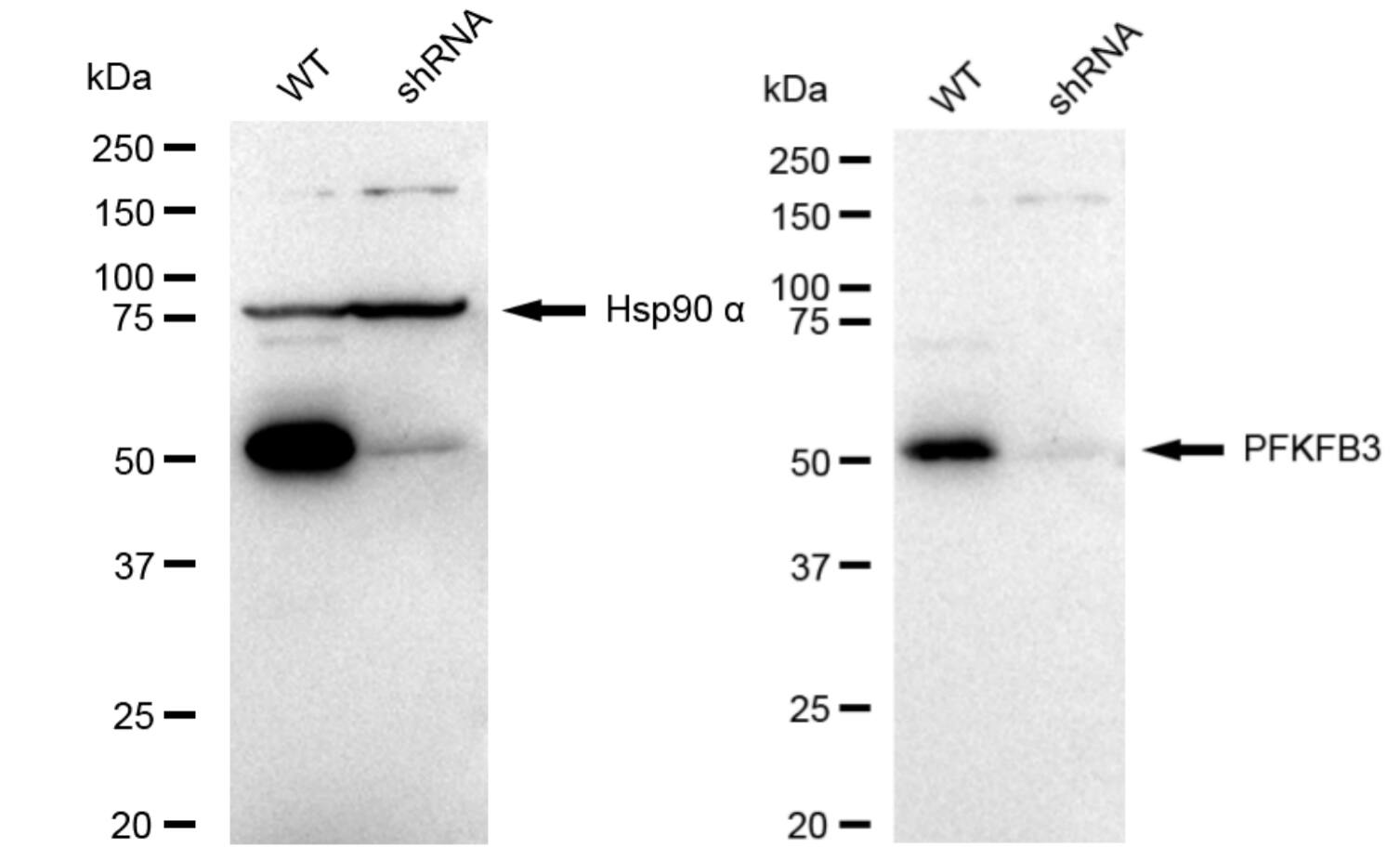 6 Phosphofructo 2 Kinase Antibody (23GB4880)