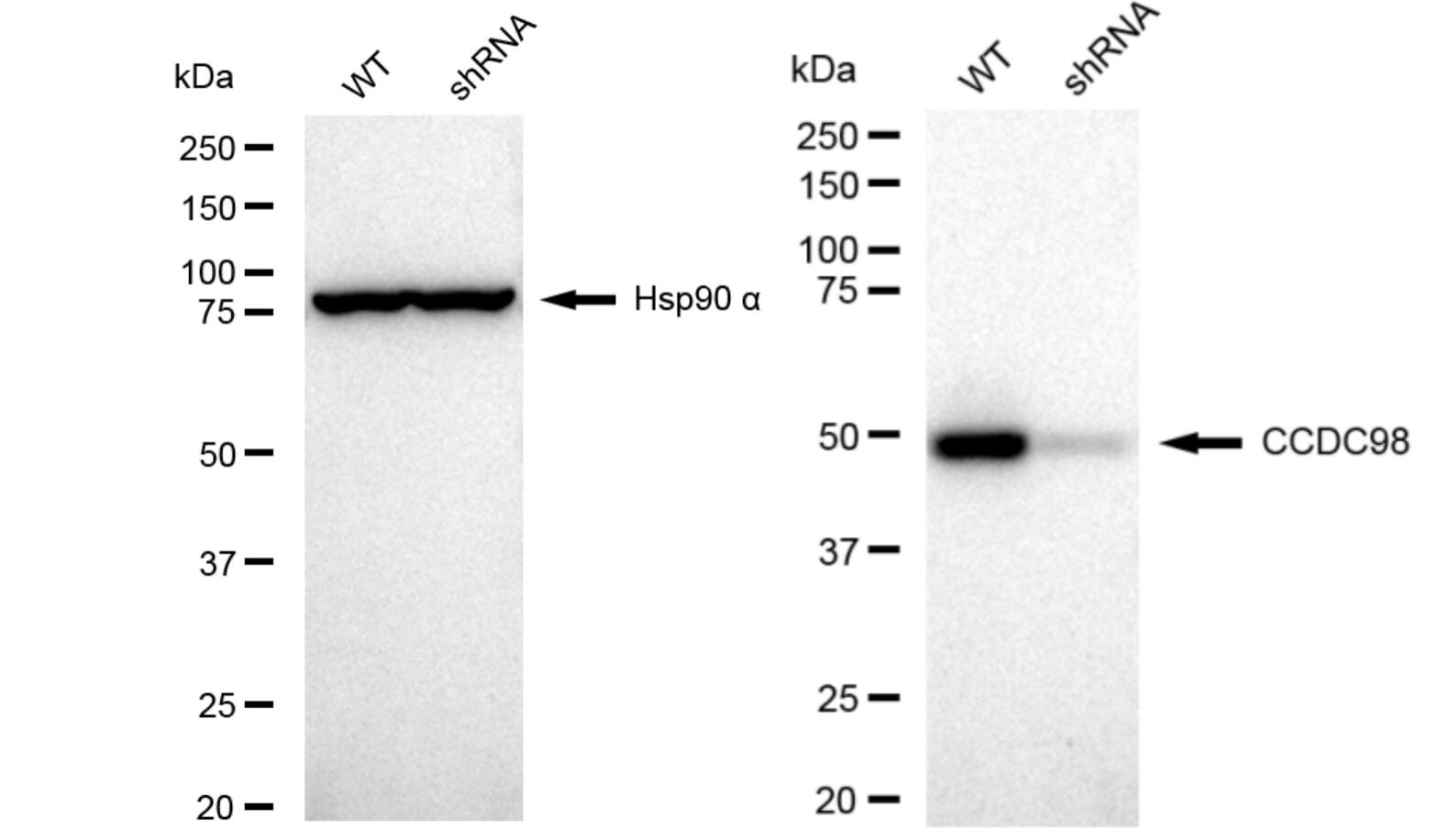 Abraxas Antibody (23GB4760)