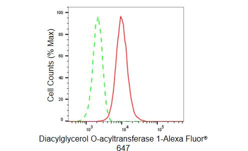 DGAT1 Antibody (23GB5155)