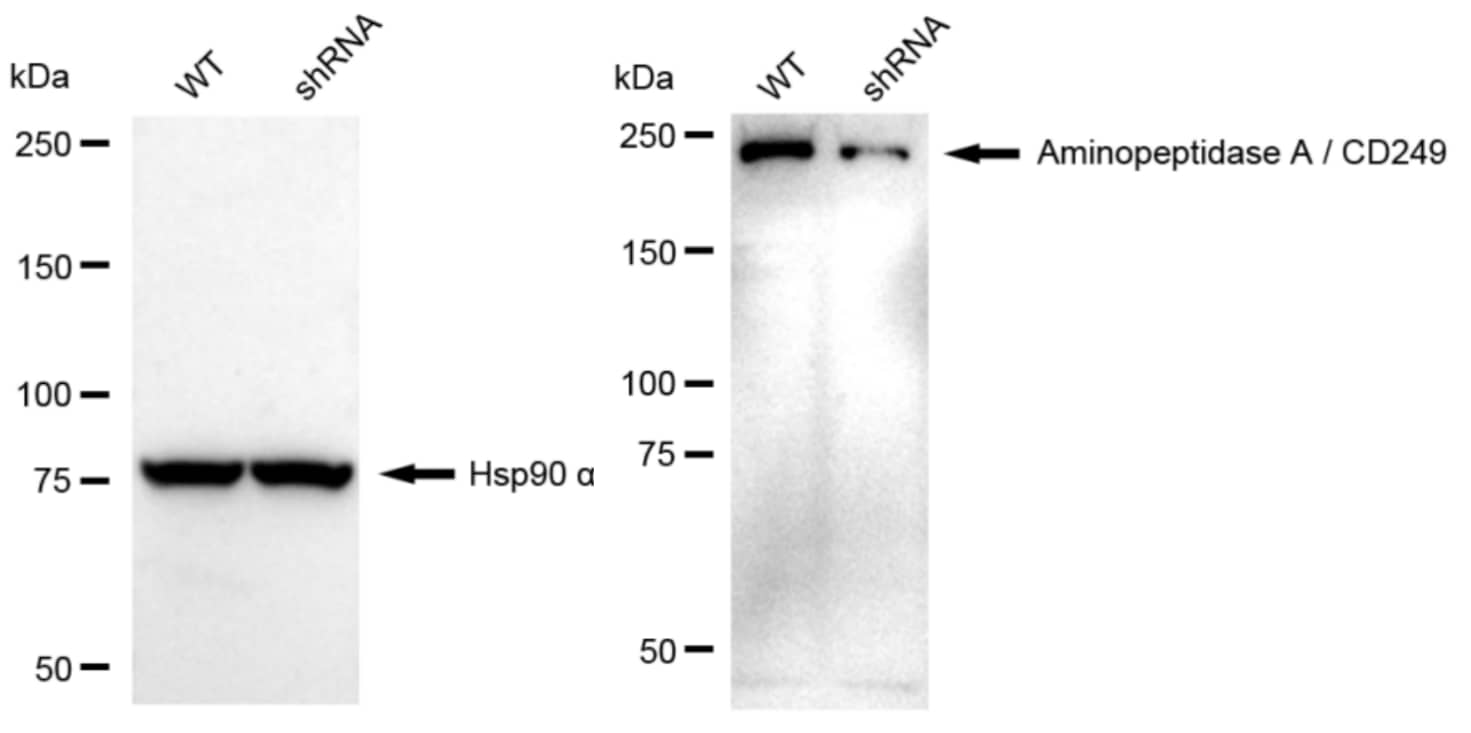 Aminopeptidase A/ENPEP Antibody (23GB5325)
