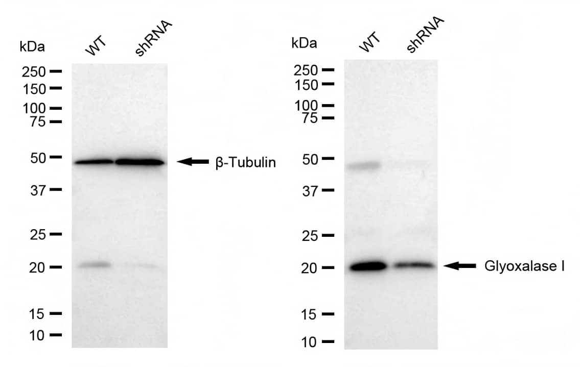 Glyoxalase I Antibody (23GB5555)
