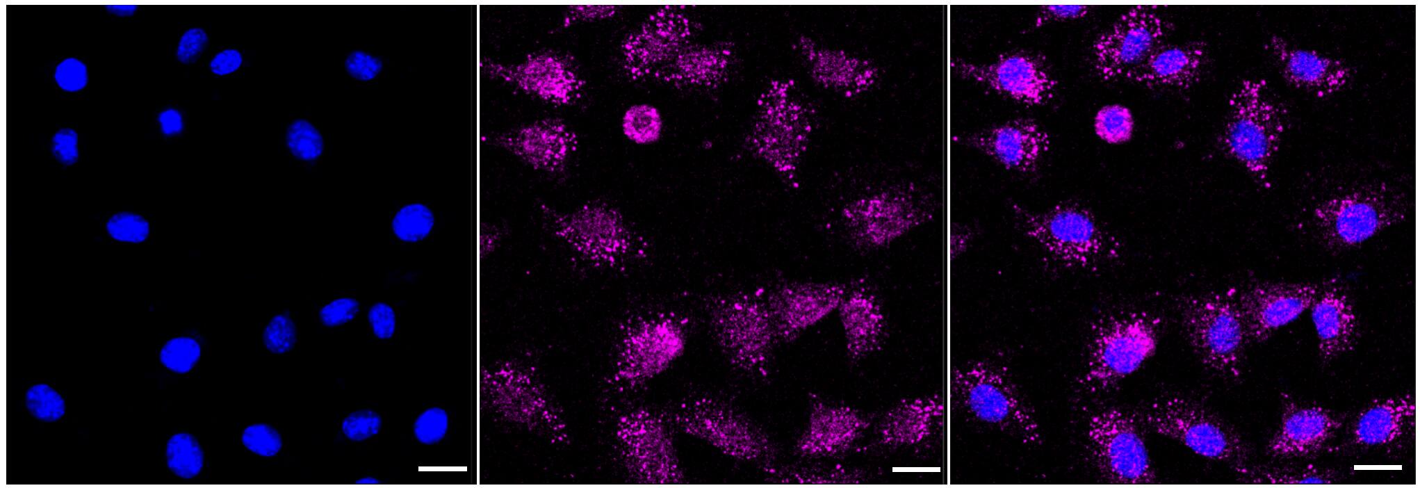 Caspase-6 Antibody (23GB5635)