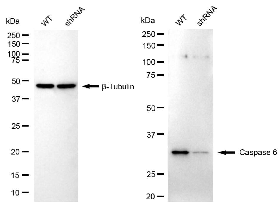 Caspase-6 Antibody (23GB5635)