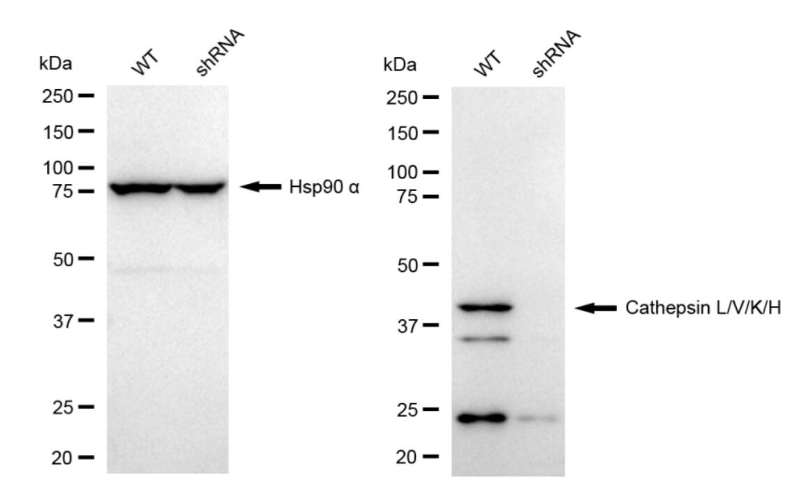 Cathepsin L/V/K/H Antibody (23GB5780)
