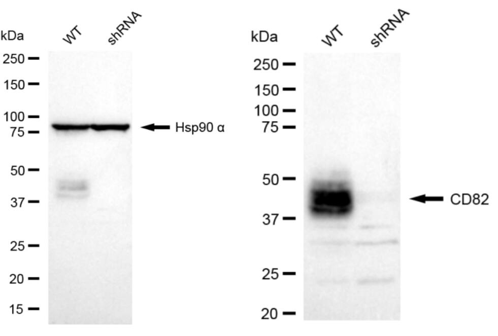 CD82/Kai-1 Antibody (23GB5795)