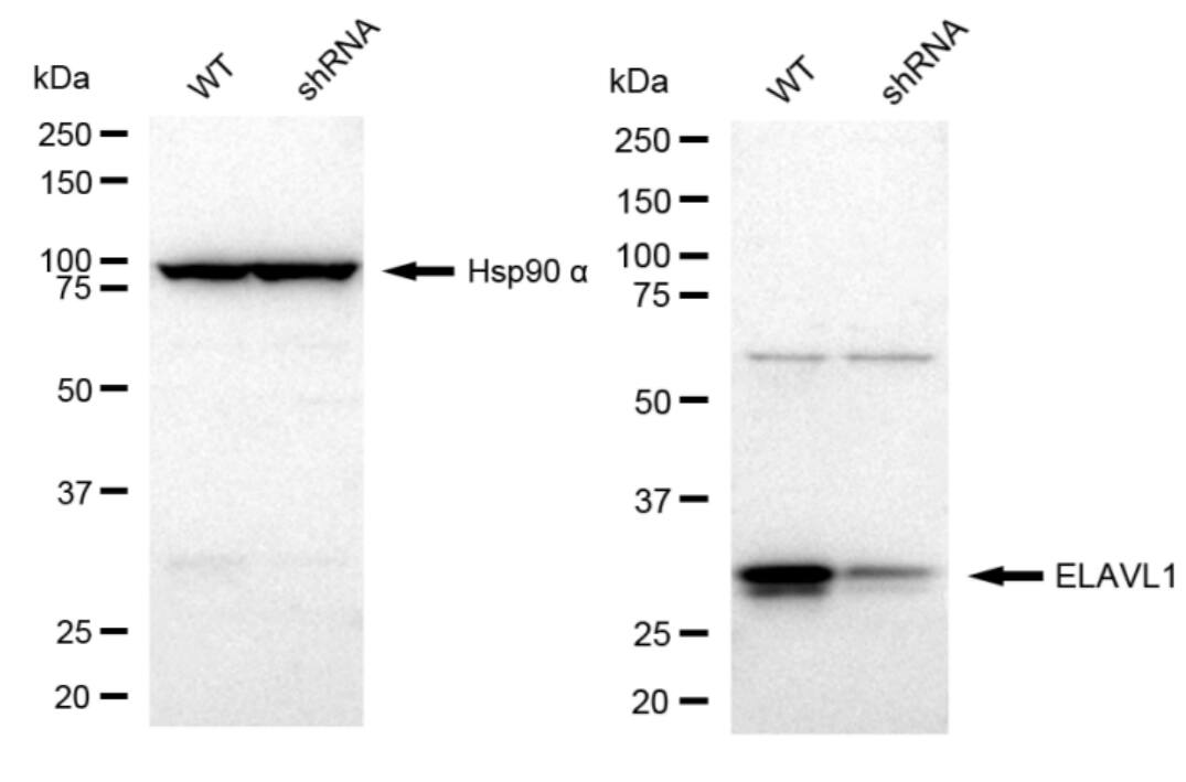 HuR/ELAVL1 Antibody (23GB5815)