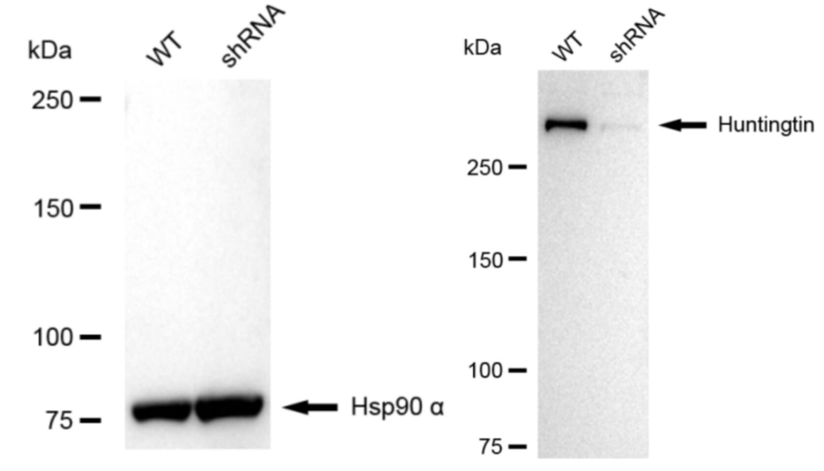 Huntingtin Antibody (23GB6285)