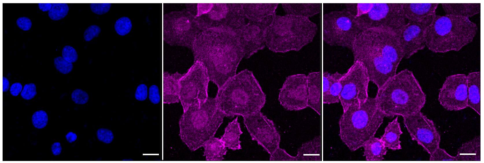Caspase-6 Antibody (23GB1225)