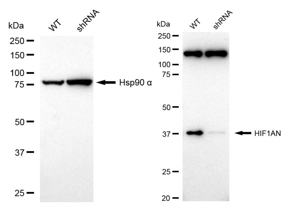 FIH-1/HIF-1AN Antibody (23GB6385)