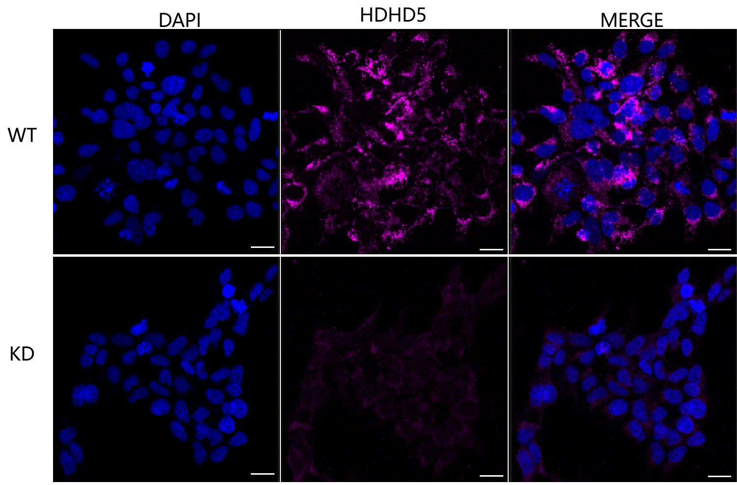 CECR5 Antibody (23GB6585)