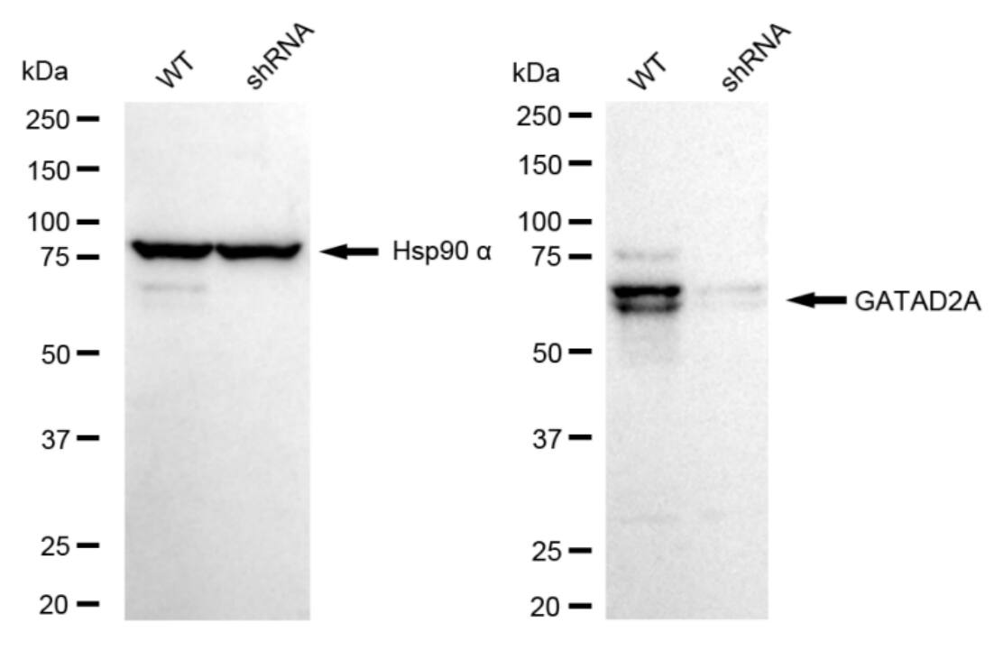 p66 alpha Antibody (23GB5685)