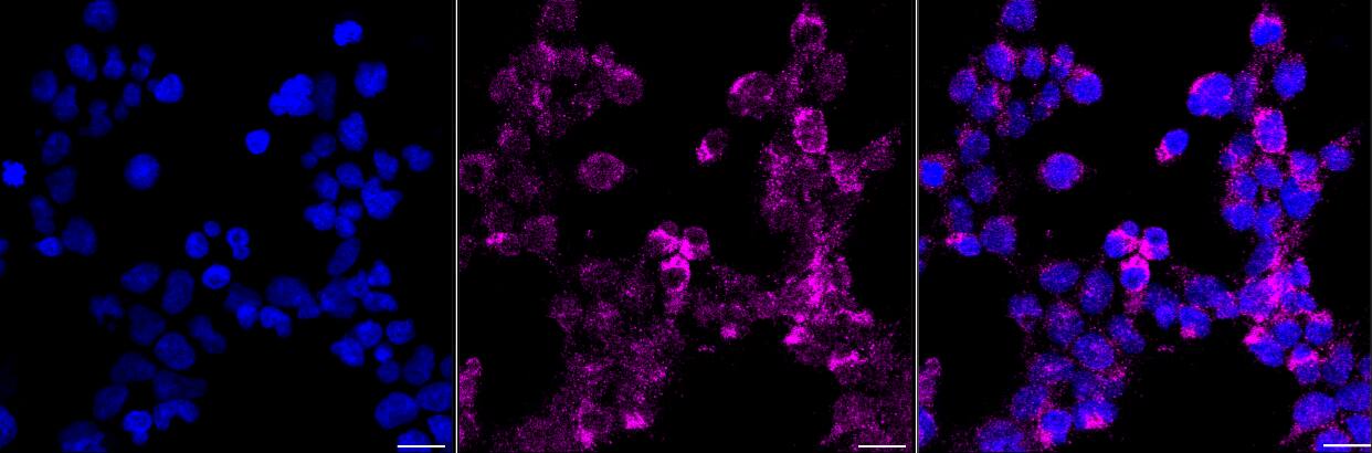 Frequenin Antibody (24GB25)
