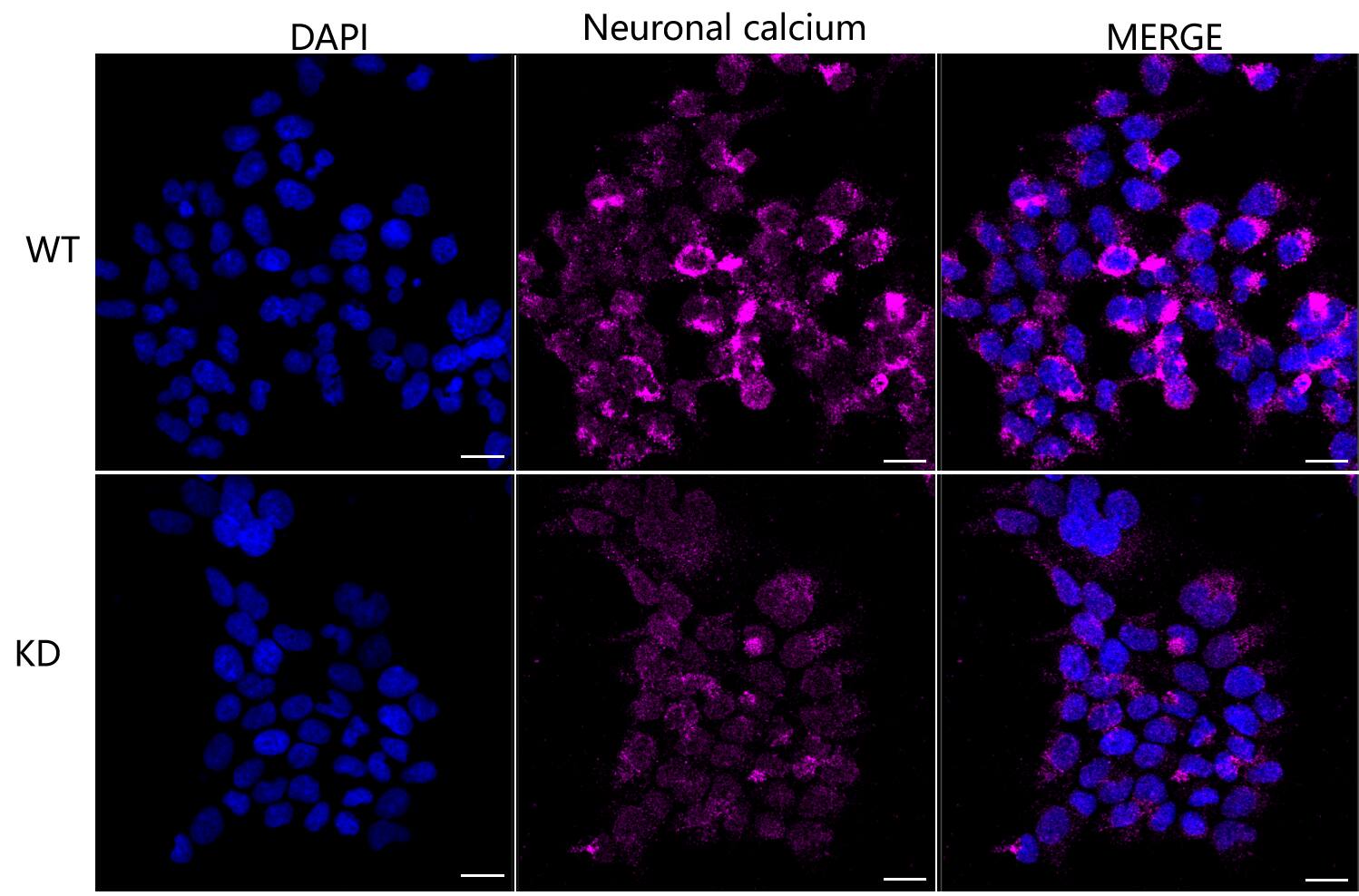Frequenin Antibody (24GB25)