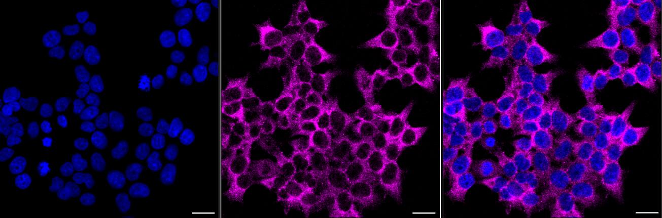 Musashi-2 Antibody (24GB225)