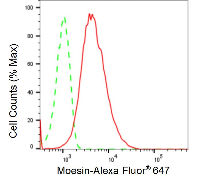 Moesin Antibody (24GB265)