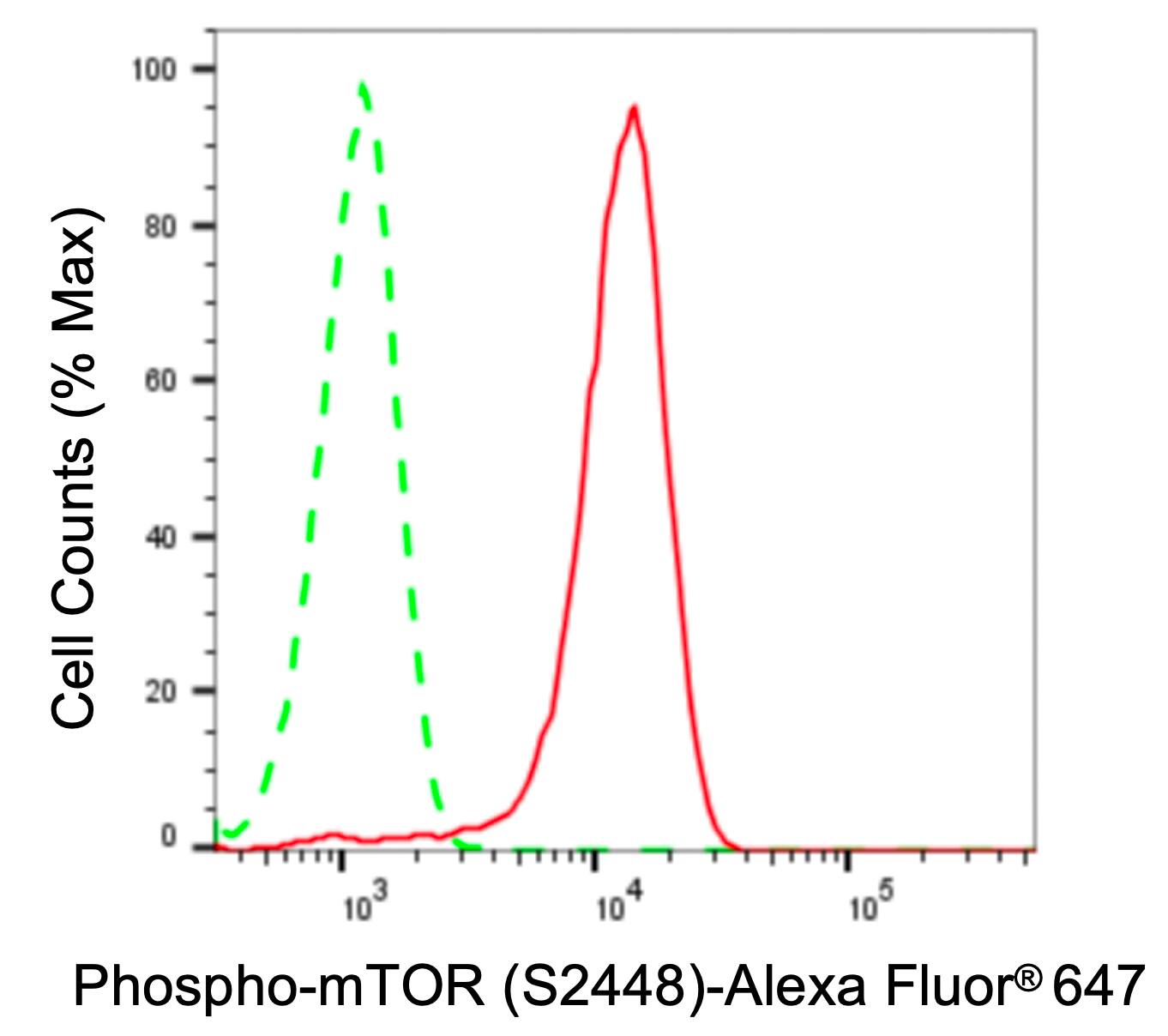 TOR/mTOR [p Ser2448] Antibody (24GB330)