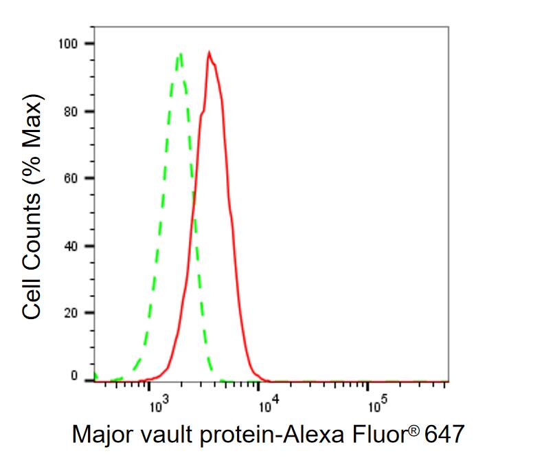MVP Antibody (24GB465)