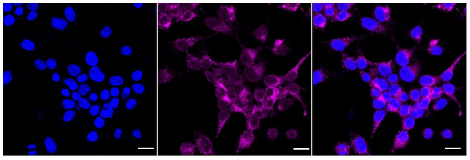 NSDHL Antibody (24GB485)