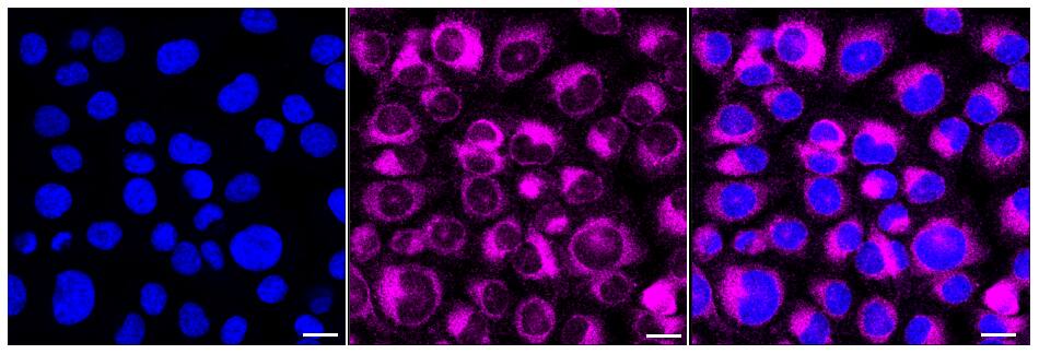 NSDHL Antibody (24GB510)