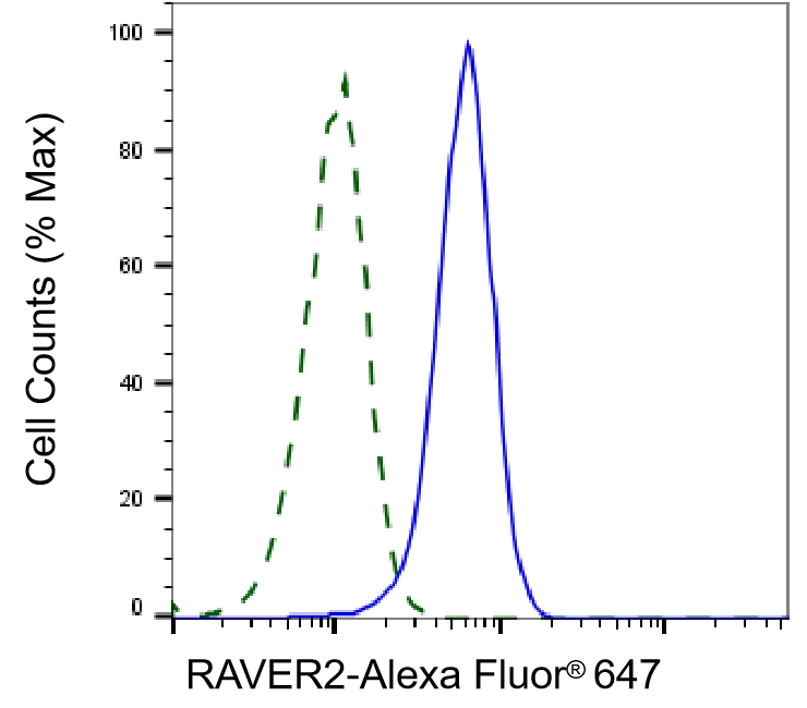 RAVER2 Antibody (24GB810)