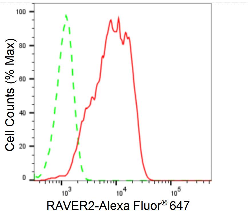 RAVER2 Antibody (24GB810)