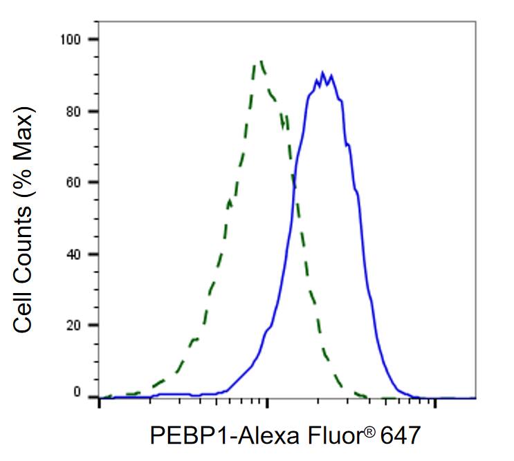 RKIP/PBP Antibody (24GB860)