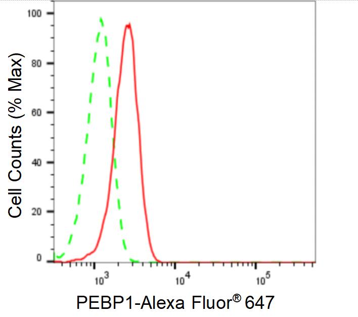 RKIP/PBP Antibody (24GB860)