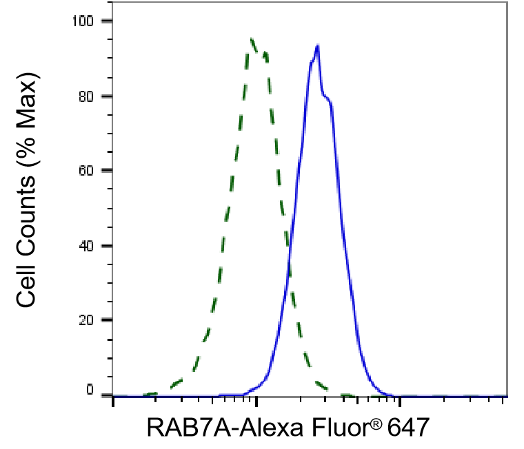Rab7a Antibody (24GB895)