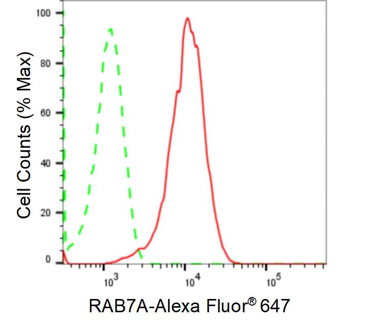 Rab7a Antibody (24GB895)