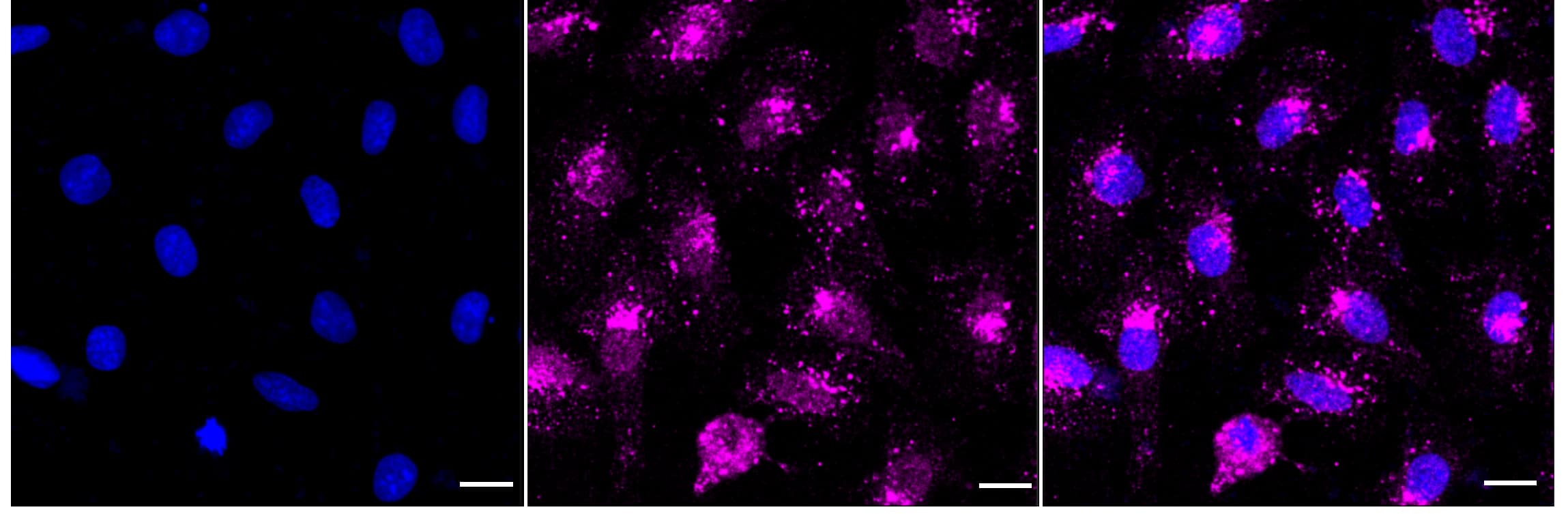 Rab7a Antibody (24GB895)