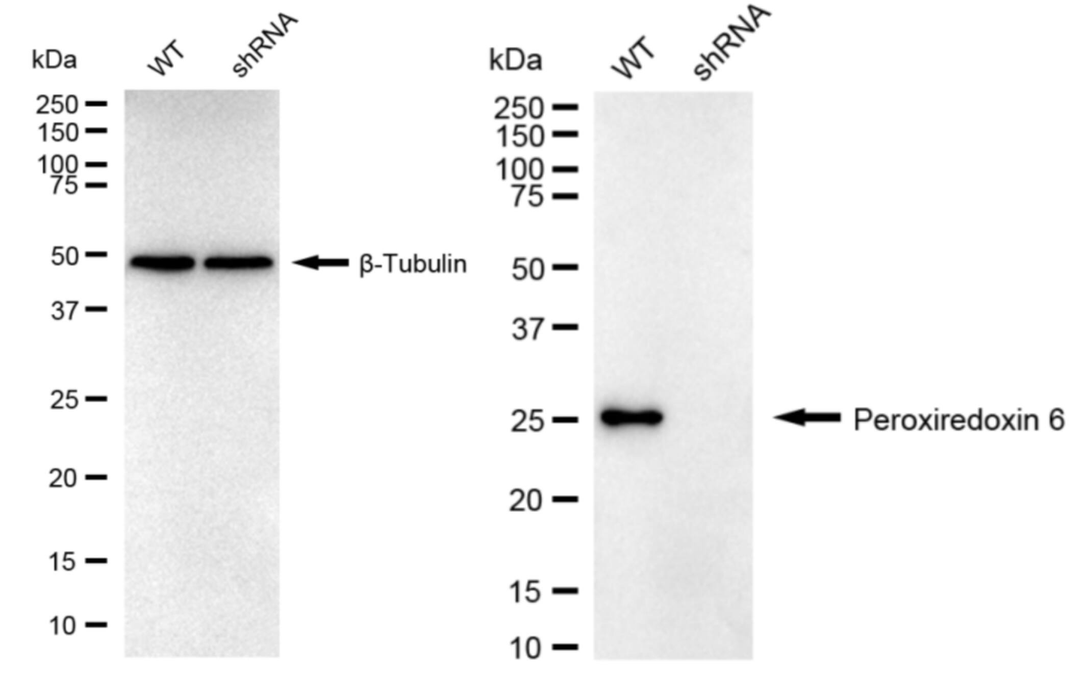 Peroxiredoxin 6 Antibody (24GB910)