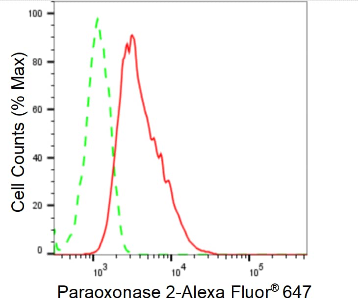 PON2 Antibody (24GB1035)