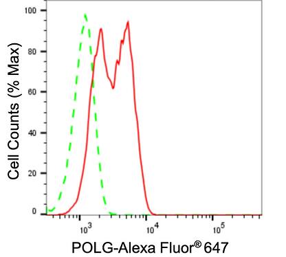 DNA Polymerase gamma Antibody (24GB1085)