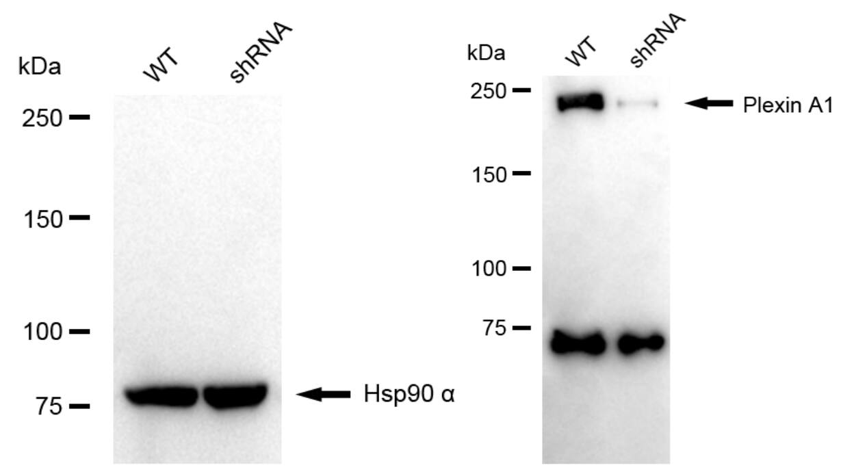 Plexin A1 Antibody (24GB1245)