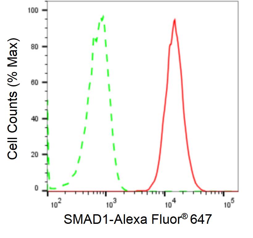 Smad1 Antibody (24GB2100)