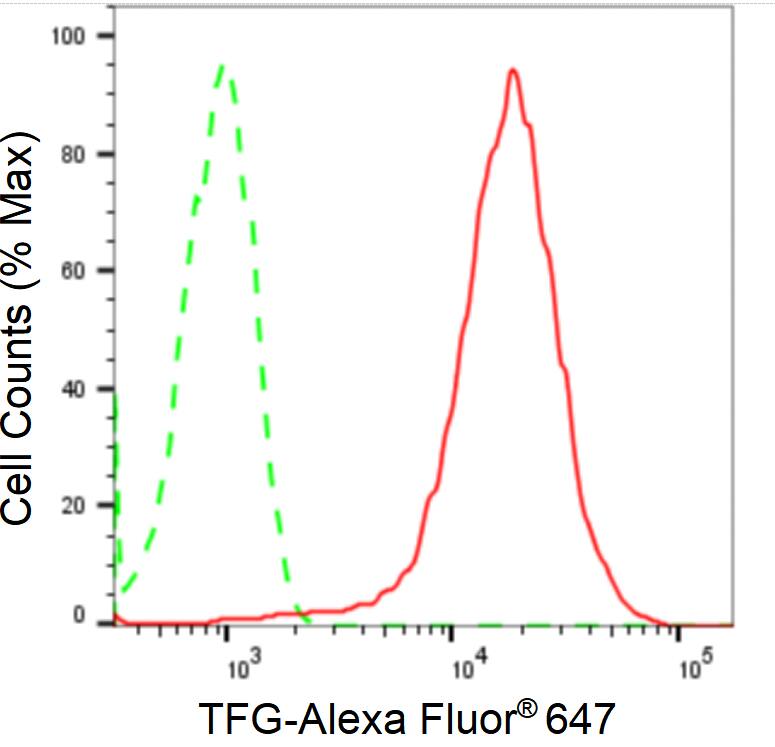 TFG Antibody (24GB2115)
