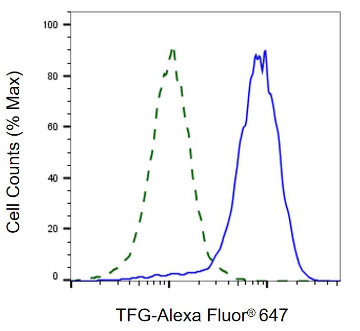 TFG Antibody (24GB2115)