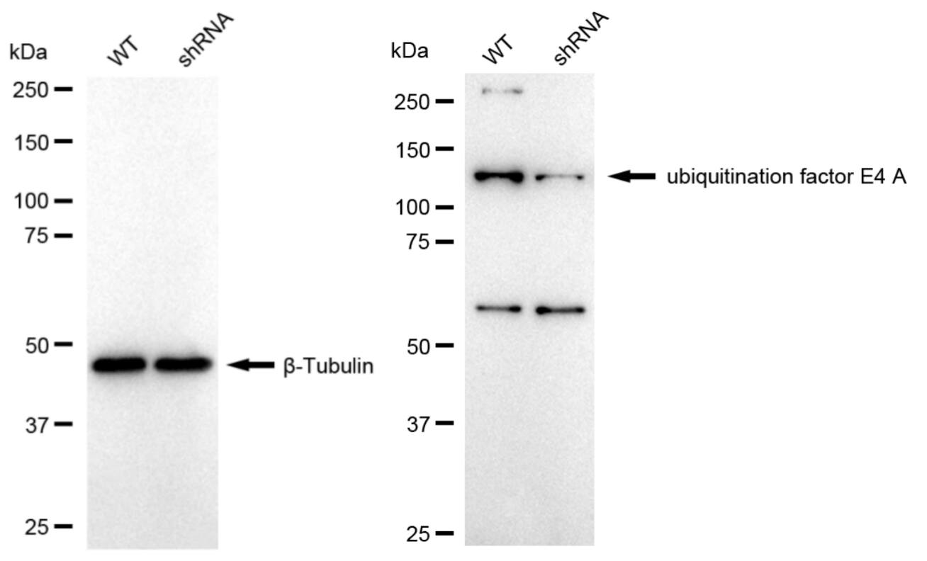 UBE4A Antibody (24GB1785)