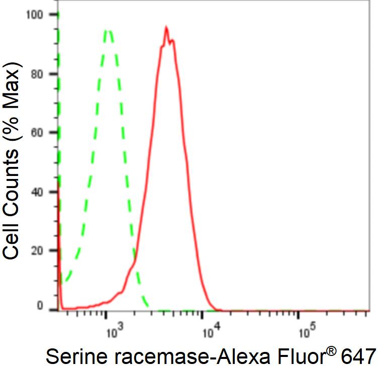 Serine racemase Antibody (24GB2345)