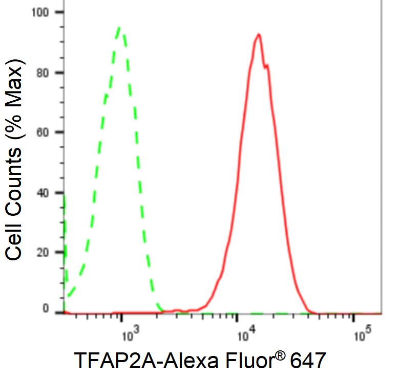 AP2 alpha Antibody (24GB2485)