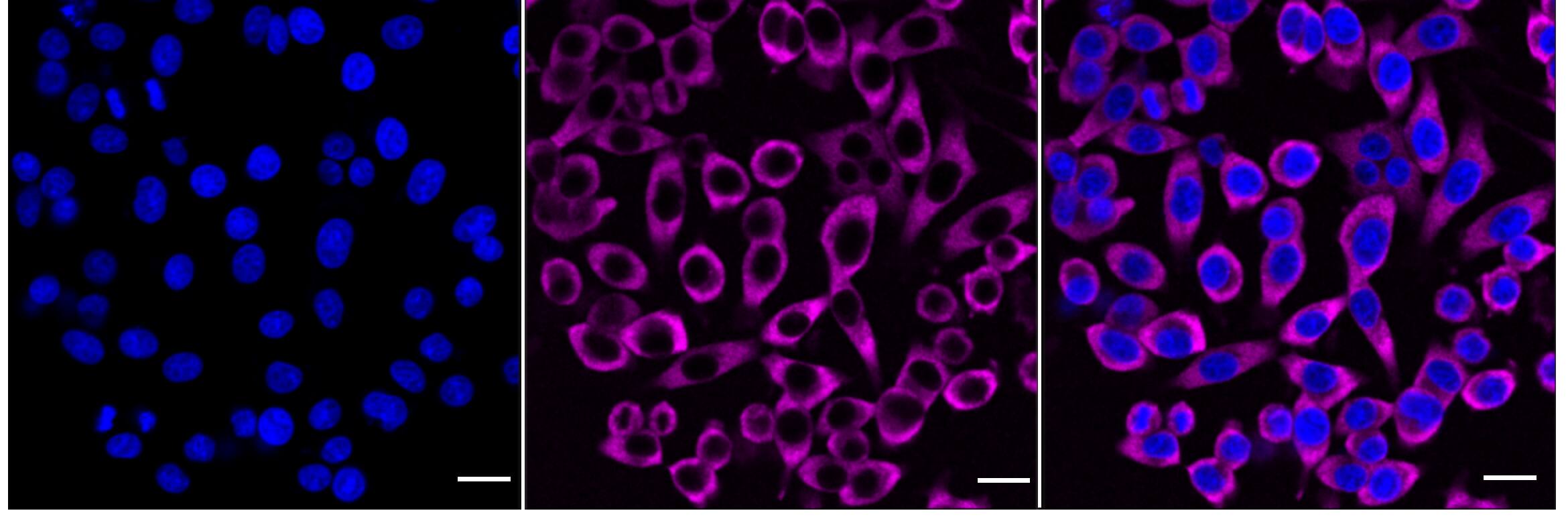 G3BP1 Antibody (24GB4575)